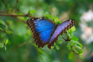 Butterflies