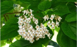 Two Poems: “The Corolla’s Bad Alternator” and “Catalpa Regret”