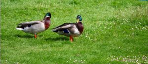 Bachelor Ducks