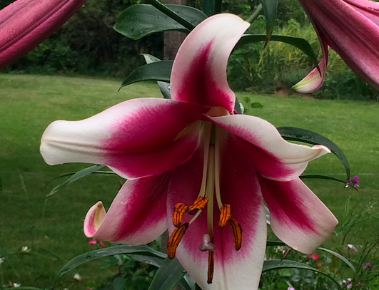 Lily from the garden of Kathleen Johnson, Iowa fresh flower farmer.